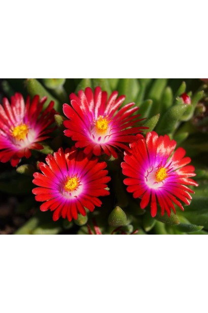 Делосперма Санделла Ред червоні квіти з фіолетовою серединкою